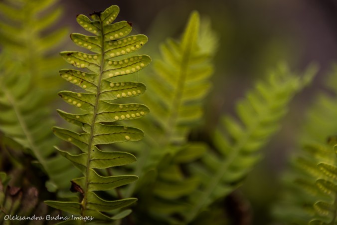 fern