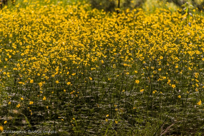 buttercups