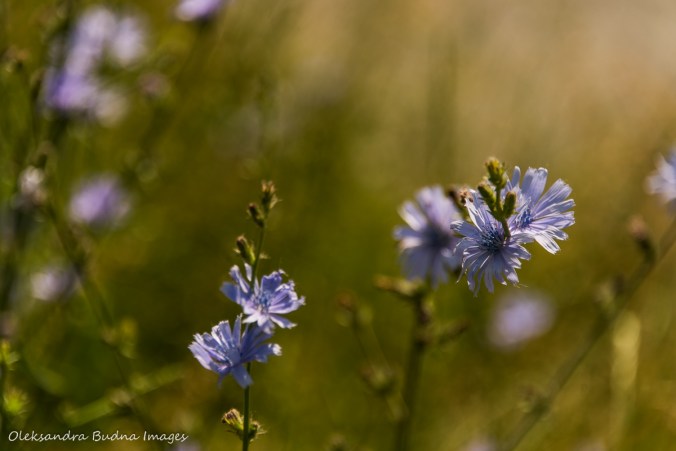 blue chicory flowers