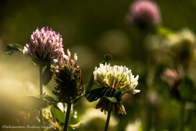 clover
