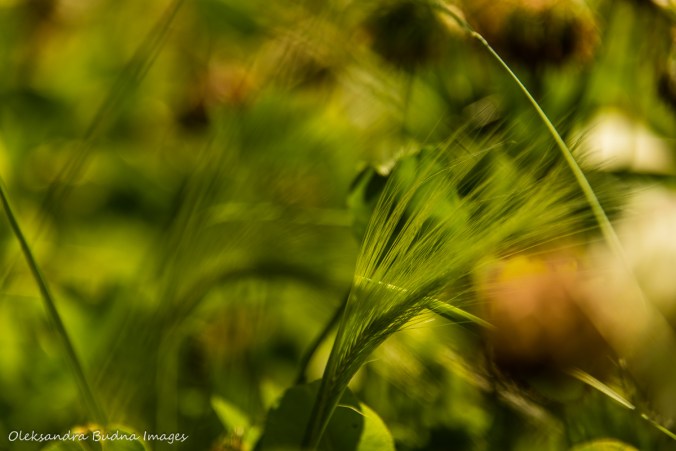 grass