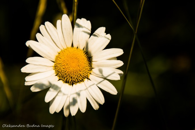 daisy