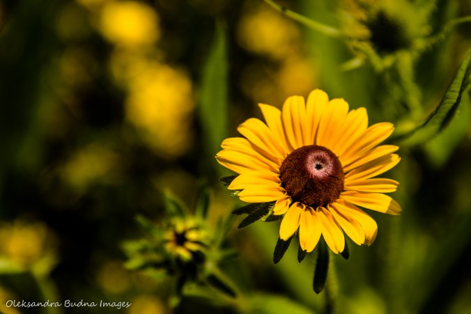 black eyed susan