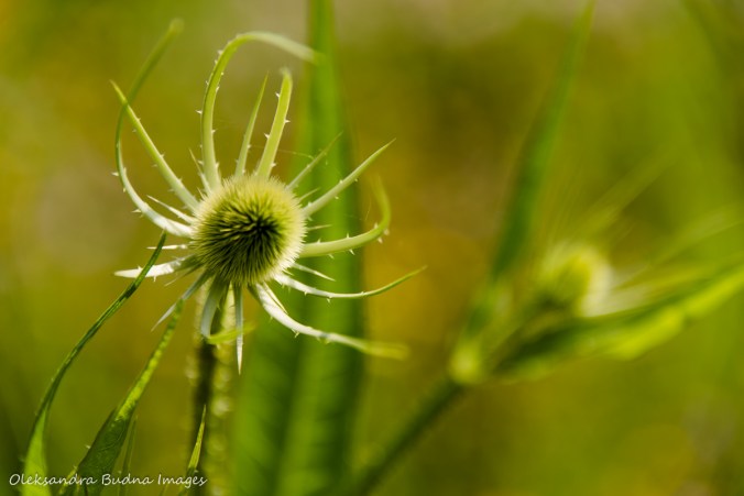 thistle