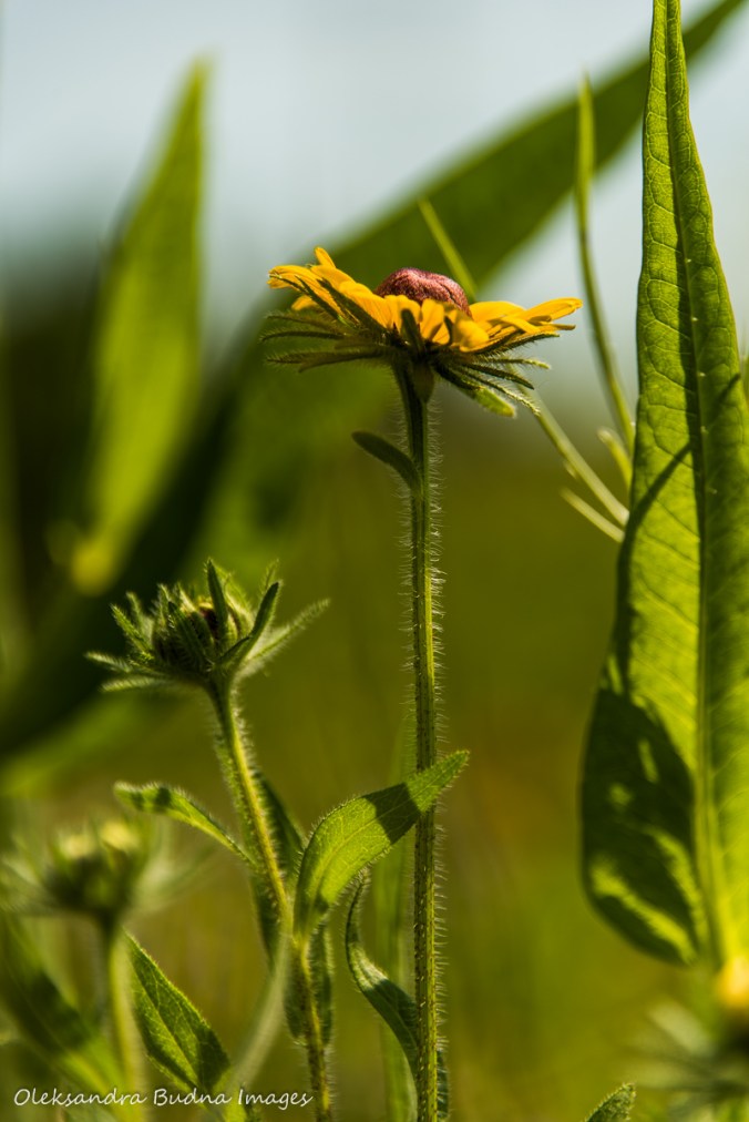 yellow flower