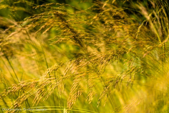 grass