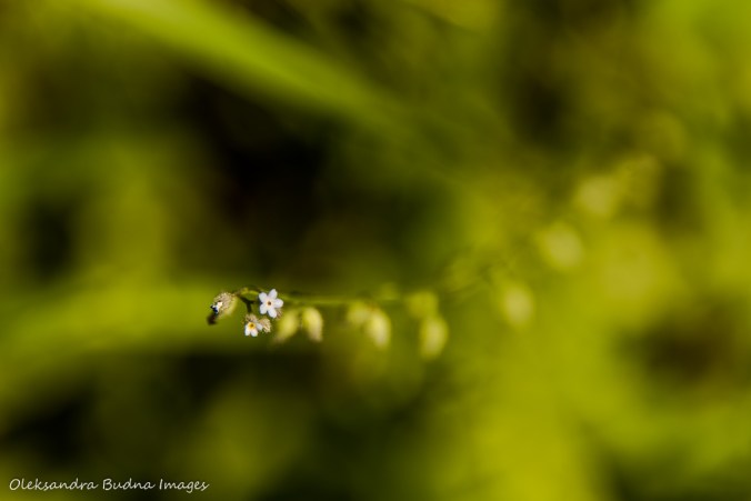 tiny blue flower