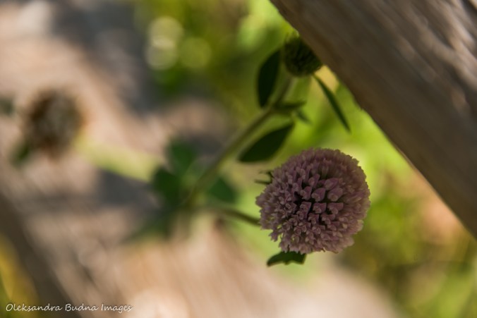 red clover flower
