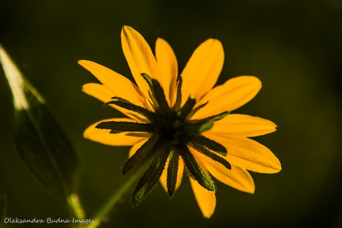 Black eyed susan flower