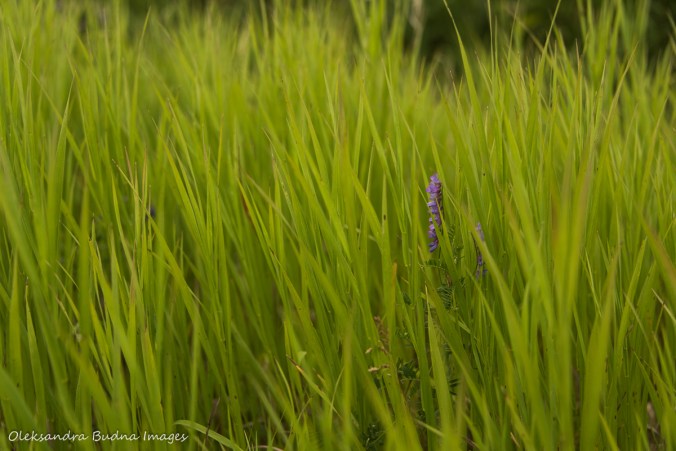 purple flower in green grass