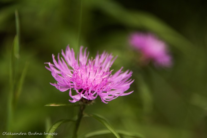 thistle flower