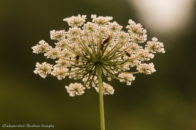 Queen Ann's lace flower