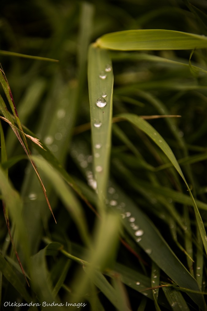 drops of water on a blade of grass