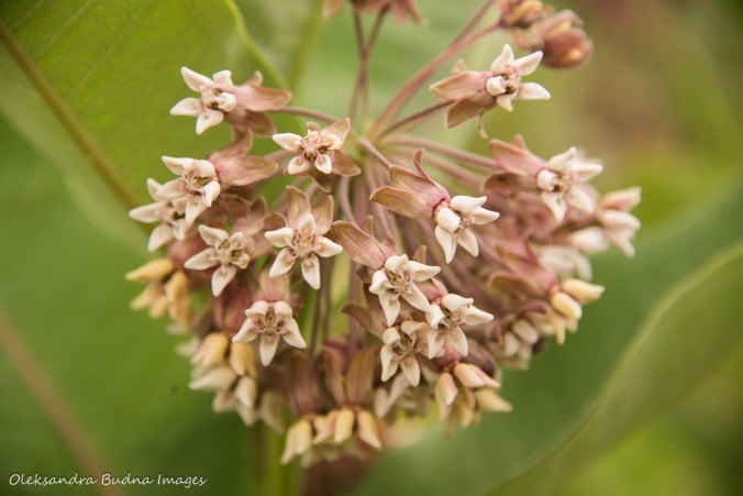 milkweed