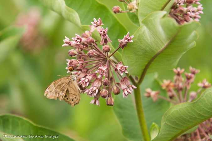 milkweed