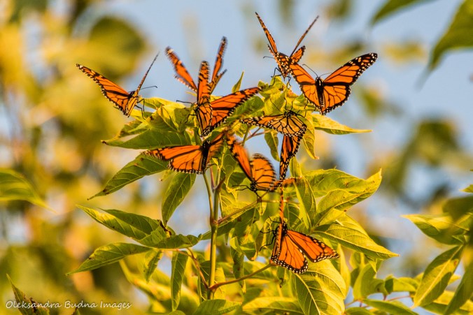 monarch butterflies in a tree