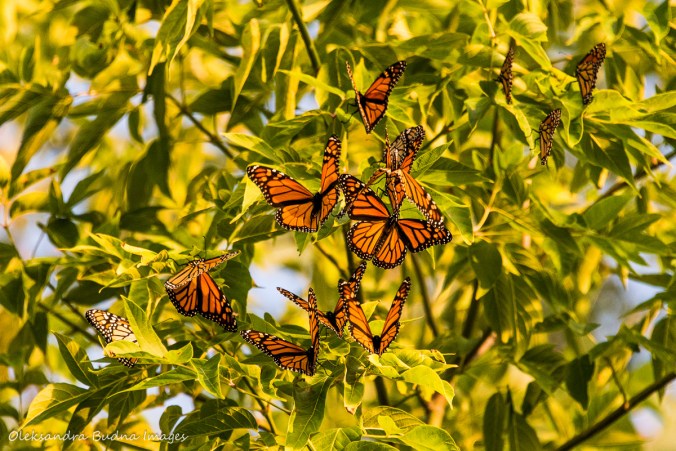 monarch butterflies in a tree