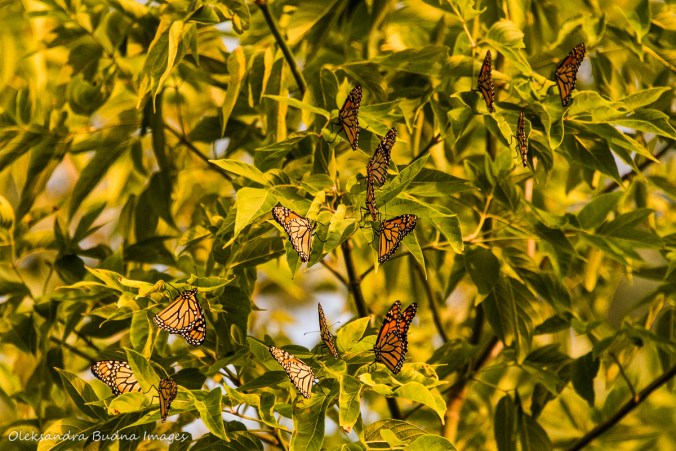 monarch butterflies in a tree