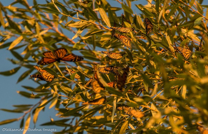 monarch butterflies in a tree