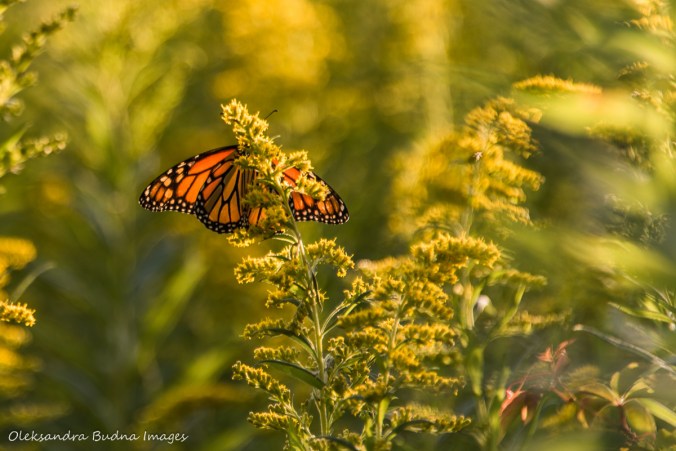 monarch butterfly on a flower