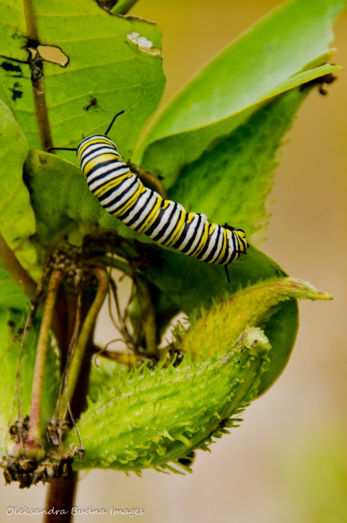 monarch caterpillar eating milkweed