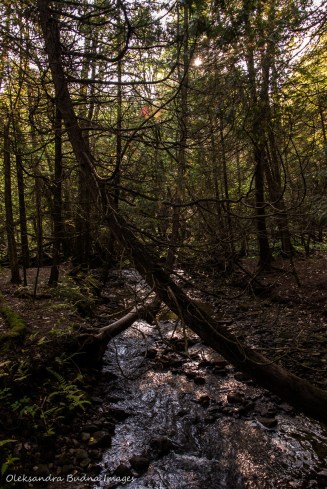 creek at Hockley Valley