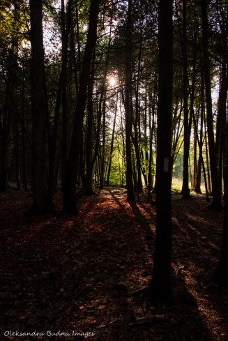 Bruce trail at hockley valley