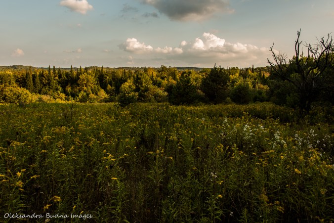 meadow along Isabel east side trail at Hockley Valley