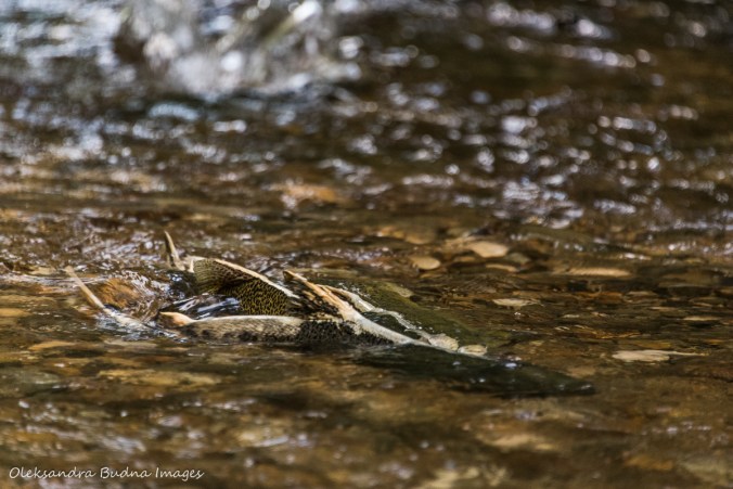 trout in a creek at Hockley Valley
