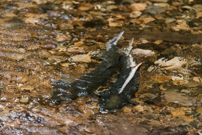 trout in a creek at Hockley Valley