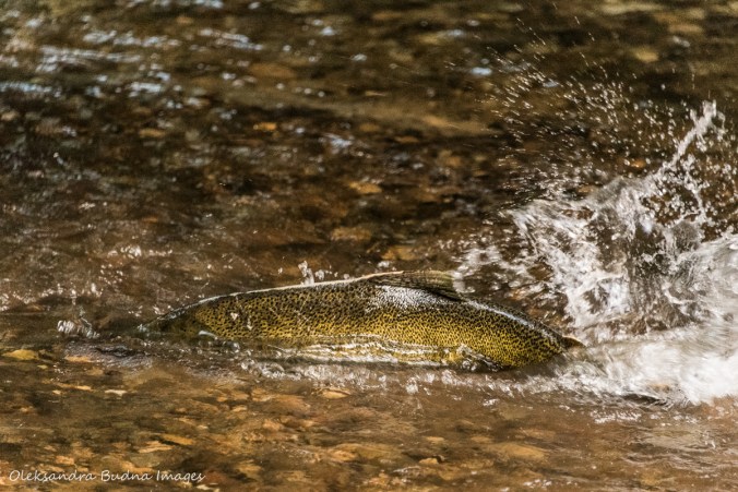 trout in a creek at Hockley Valley