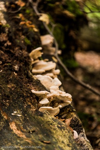 fungi on a log at Hockley Valley