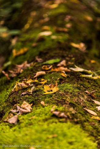 leaves on a log at Hockley Valley