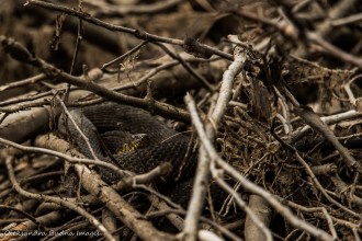 snake among twigs and branches