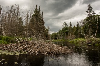 Howry Creek in Killarney