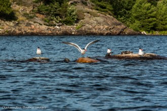 gulls on Three Narrows Lake in Killarney