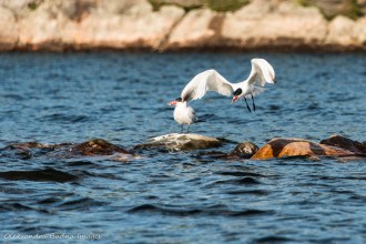 gulls on Three Narrows Lake in Killarney