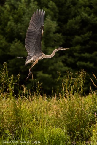blue heron
