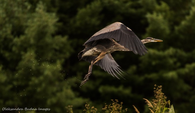 great blue heron