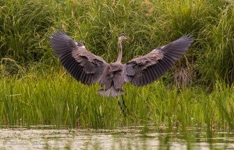 great blue heron
