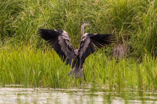 great blue heron