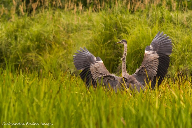 great blue heron