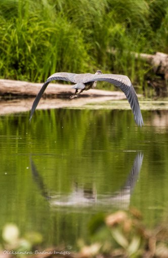 Great Blue Heron