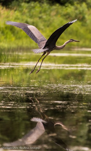 Great Blue Heron