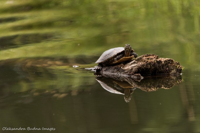 painted turtle