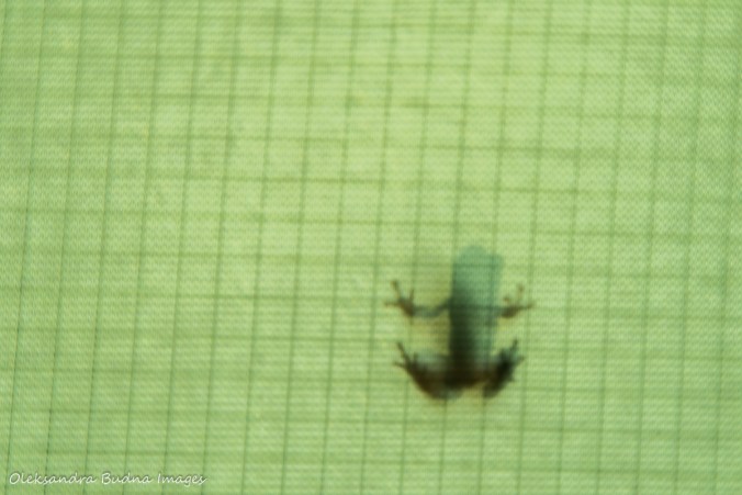 frog on the tent