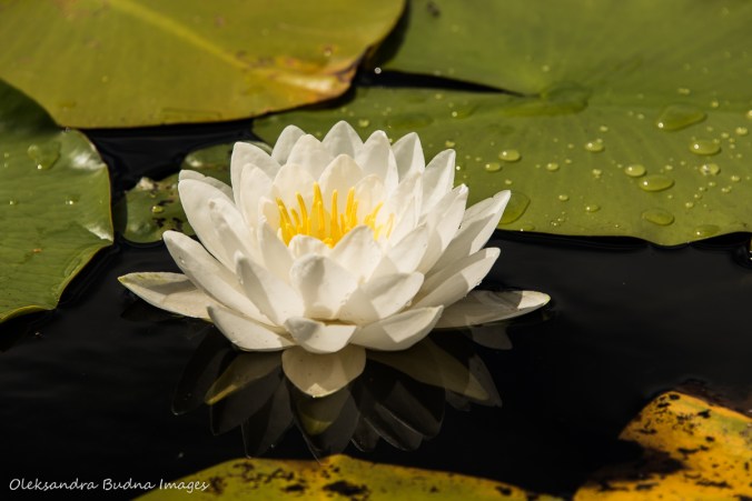 water lily