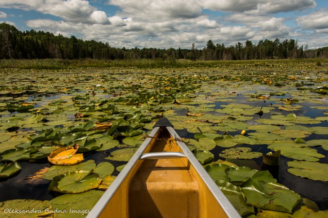 swamp between North Channel and Low Lake in Killarney
