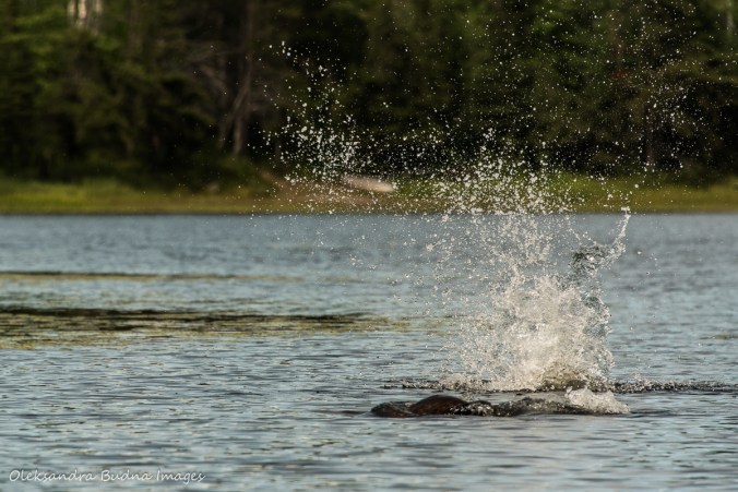 beaver splashing water in Murray Lake in Killarney