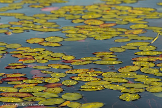 raindrops on lily pads
